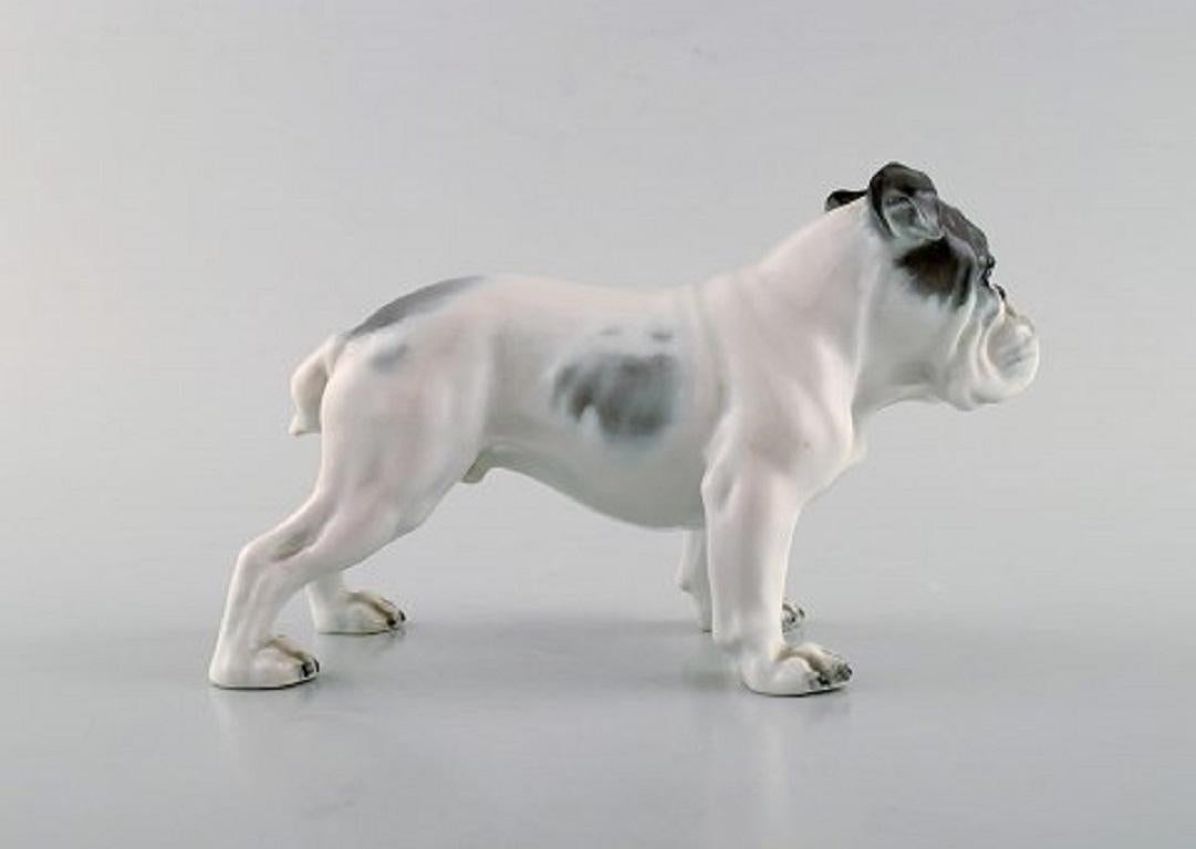 German Rosenthal English Bulldog in Hand Painted Porcelain, 1950s