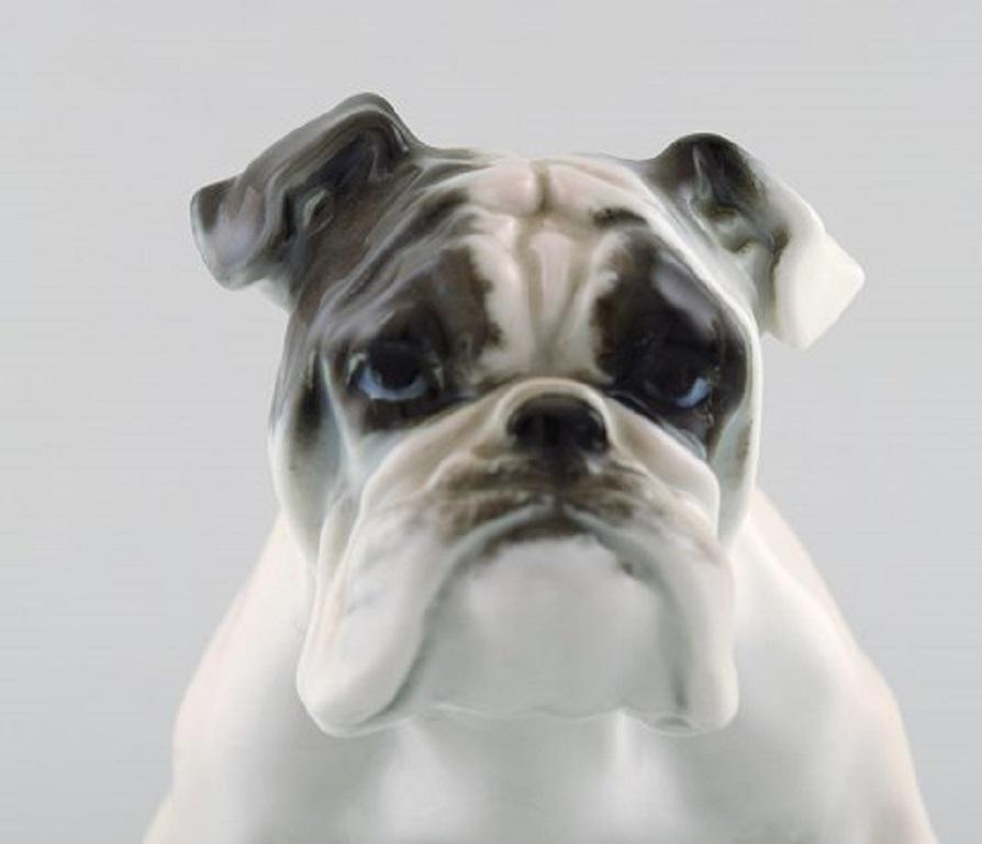 Rosenthal English Bulldog in Hand Painted Porcelain, 1950s In Good Condition In Copenhagen, DK
