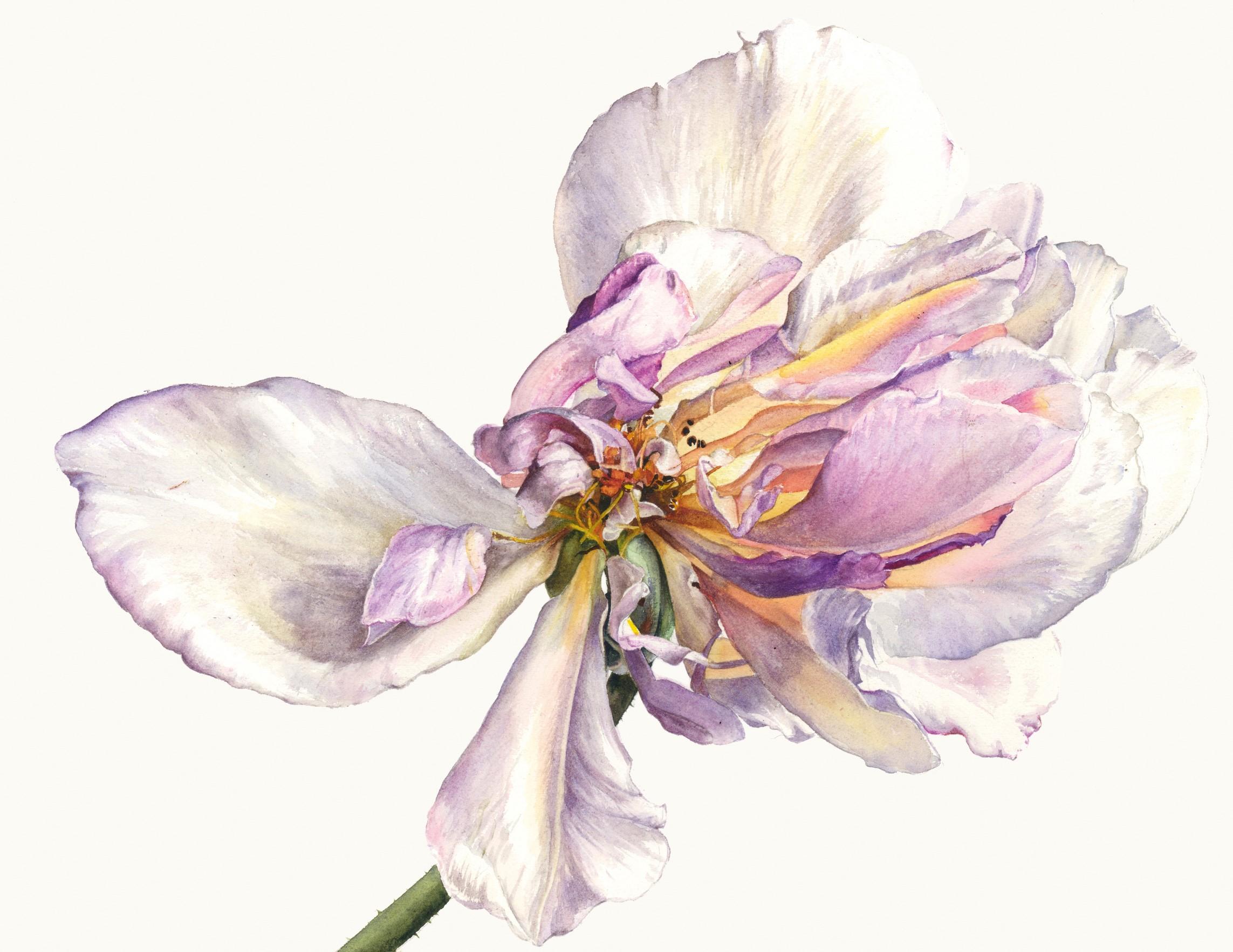 Rosie Sanders Figurative Painting - Morning light - 21st Century, Contemporary, watercolour, botanical art