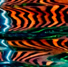 Tiger IV : nature photography