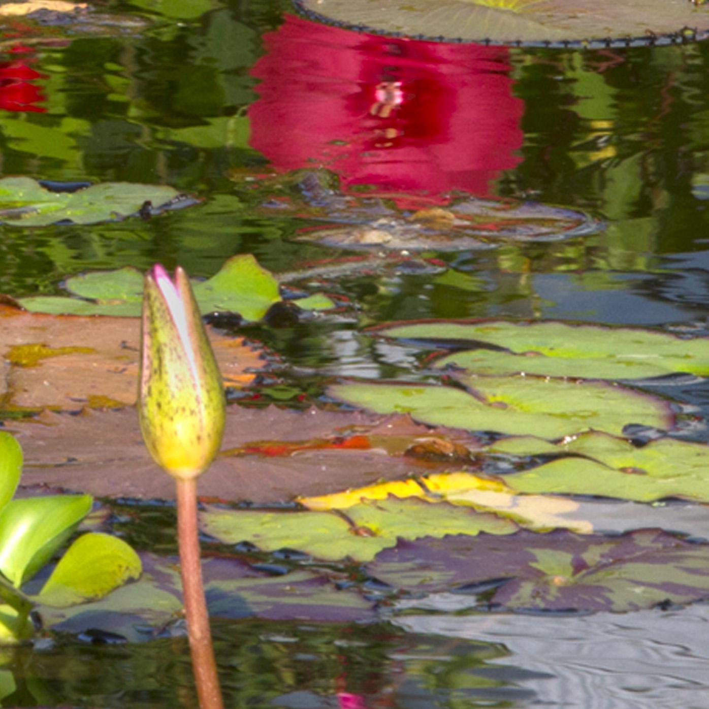Giverny II : Fotografía de naturaleza sobre un tema botánico - Print de Roslyn Meyer