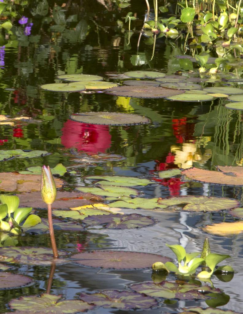 Figurative Print de Roslyn Meyer - Giverny II : Fotografía de naturaleza sobre un tema botánico