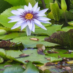 Secret Garden I : Archival print