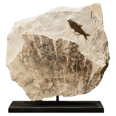 Rotating Fossilised Fish and Palm Plate
