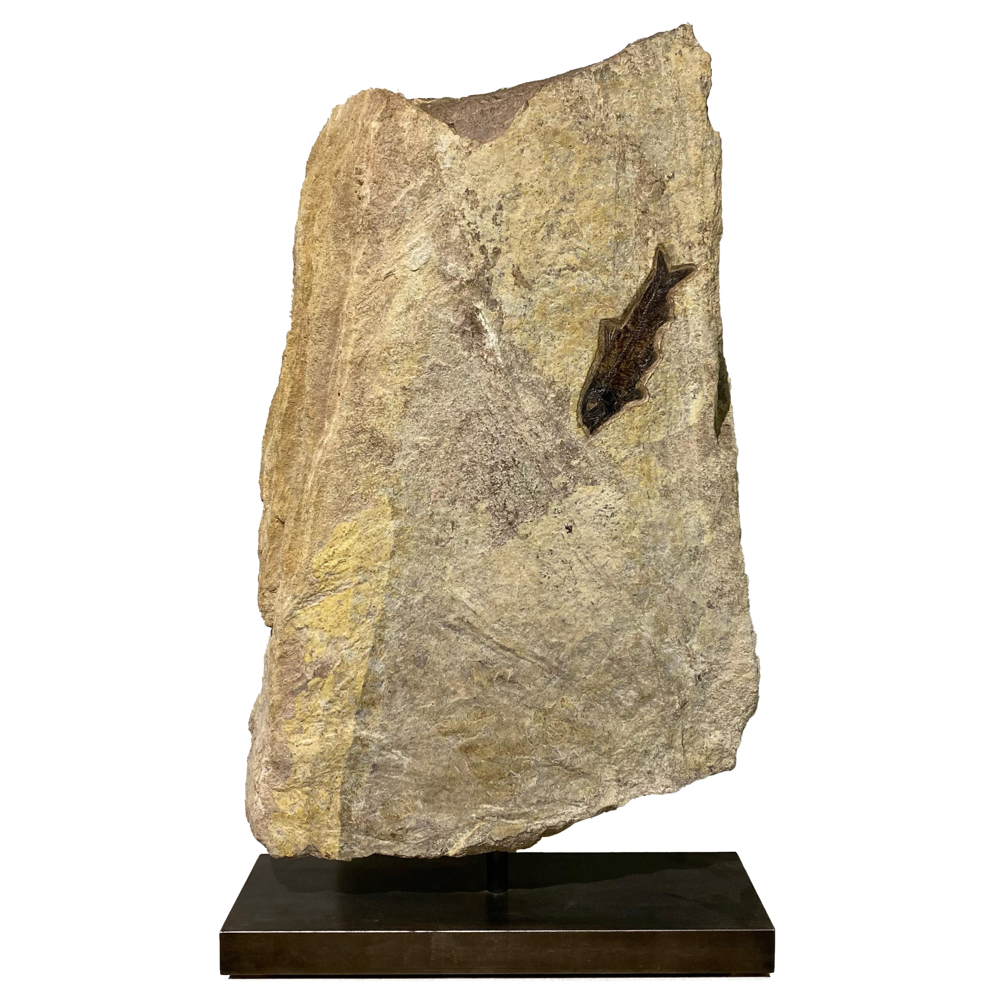 Rotating Fossilised Fish Plate For Sale at 1stDibs