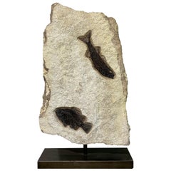Rotating Fossilised Fish Plate