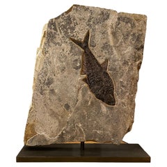 Rotating Fossilised Fish Sculpture
