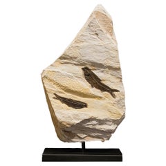 Rotating Fossilised Fish Sculpture