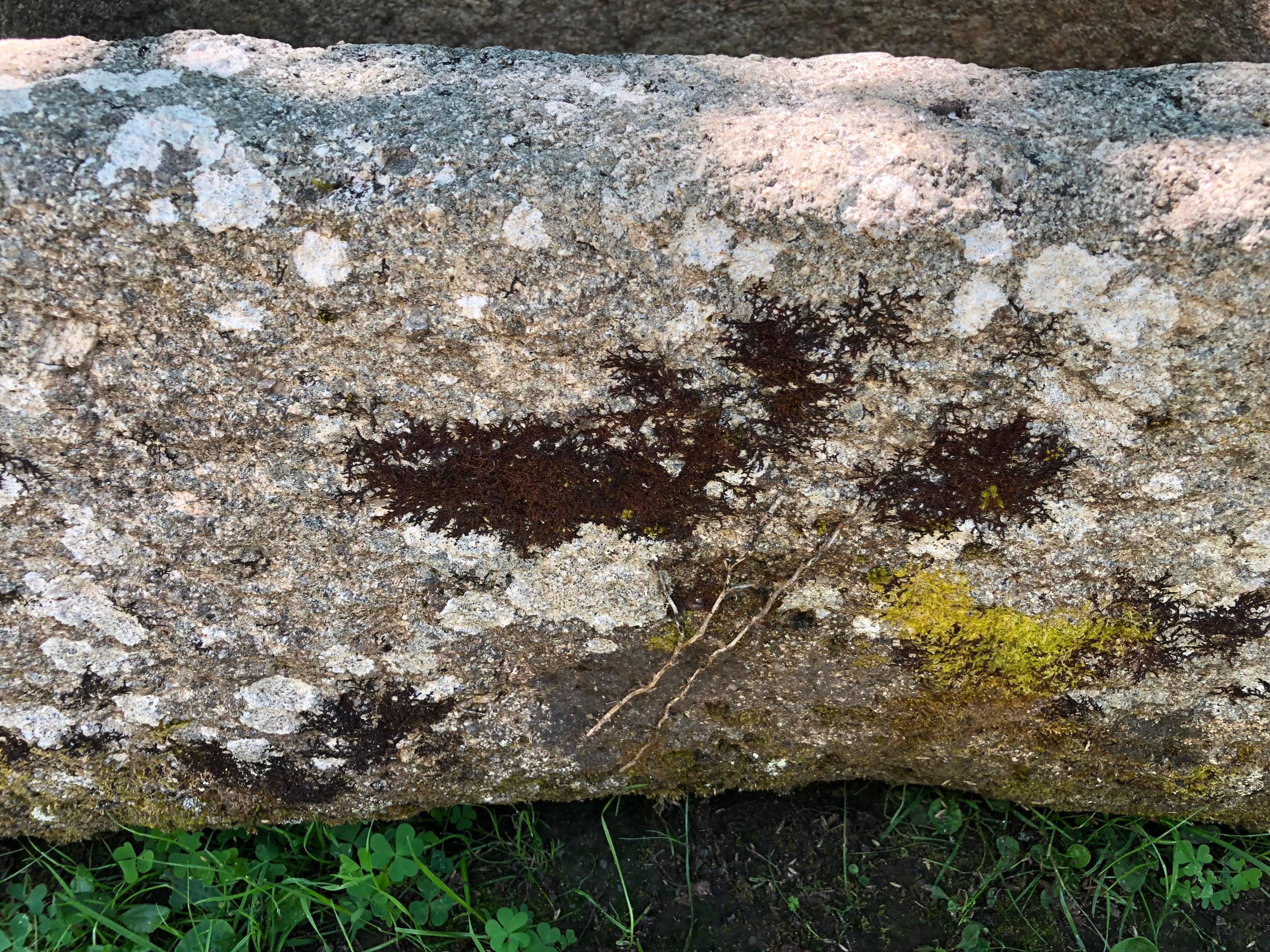 Round-Edged 18th Century Hand-Carved Cornish Granite Trough 3