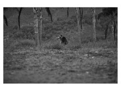 Sans titre (Nr. 7836) Photographie de paysage 36" x 44" Édition de 12 par Rowan Daly