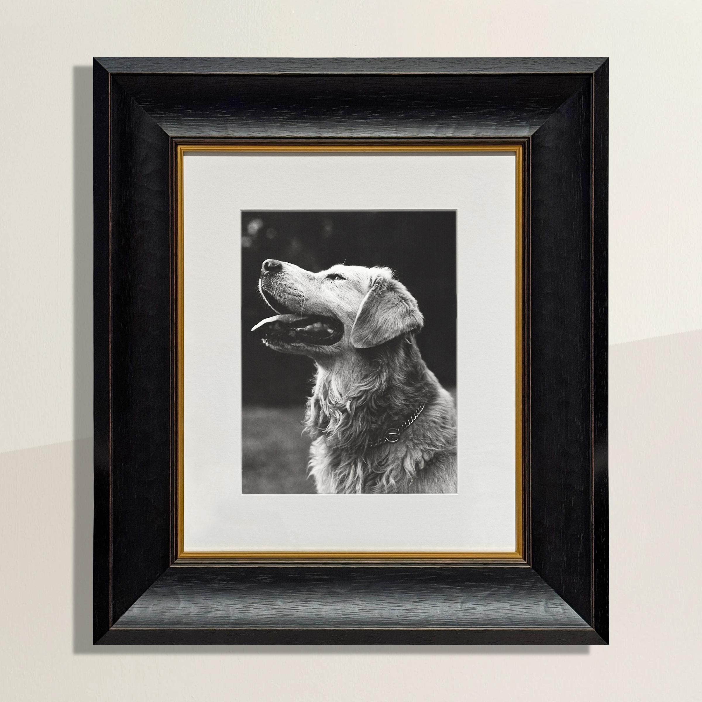 Cette photogravure de Bruce Weber, réalisée en 1987, représente un golden retriever de profil, la gueule ouverte, la langue déliée, le regard tourné avec une dévotion inébranlable vers une personne située juste à l'extérieur du cadre. La lumière