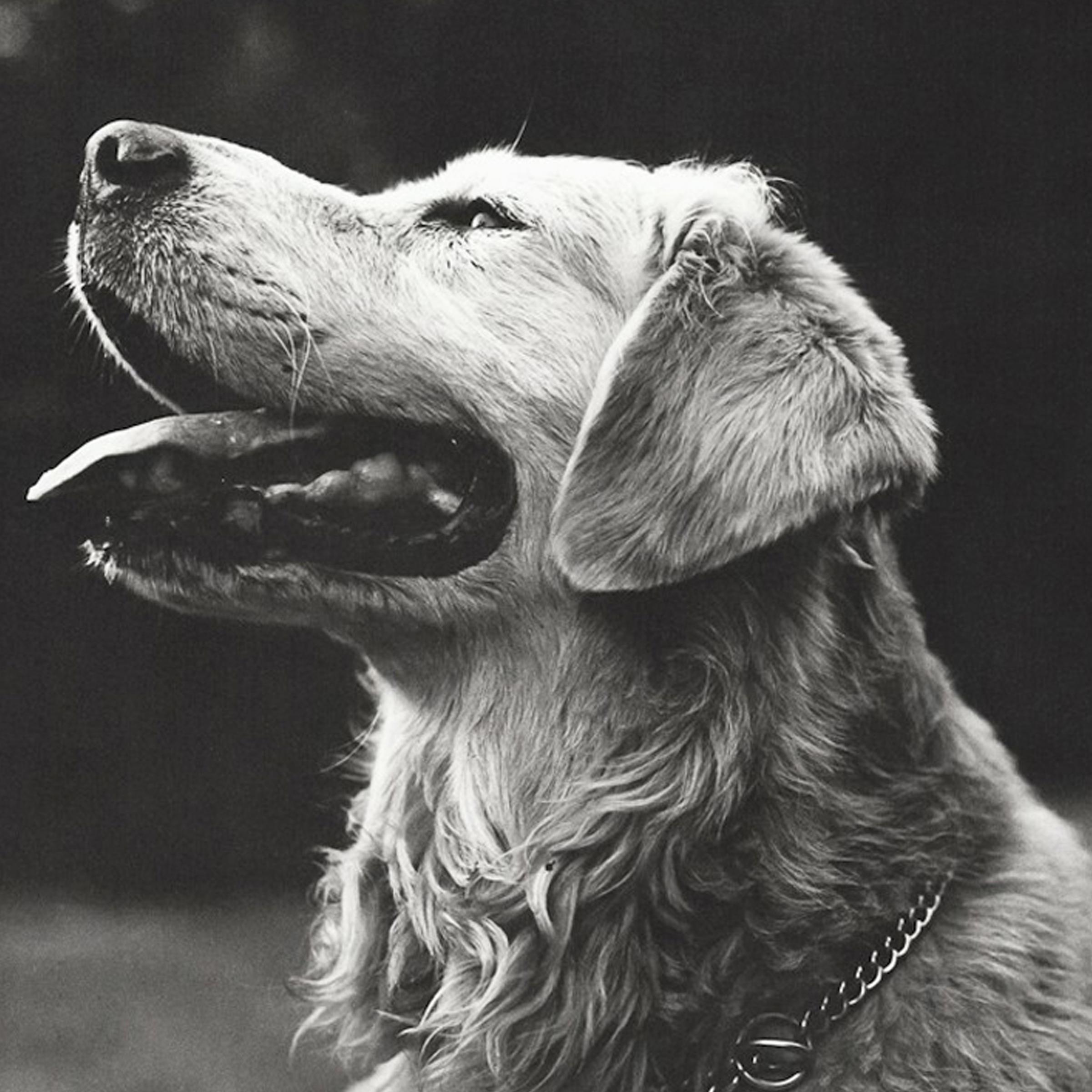 Rowdy, une photographie encadrée de Bruce Weber Bon état - En vente à Chicago, IL