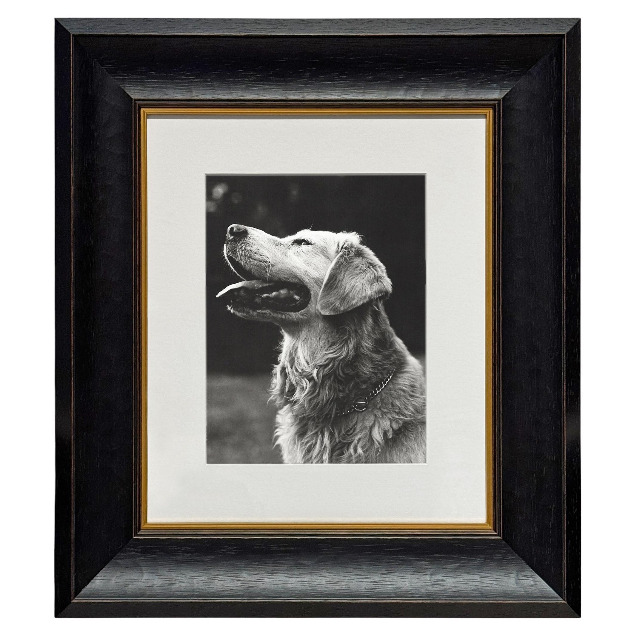 Rowdy, a Framed Photograph by Bruce Weber
