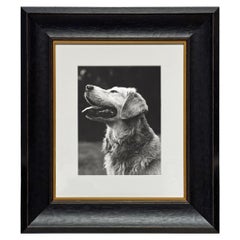 Rowdy, a Framed Photograph by Bruce Weber
