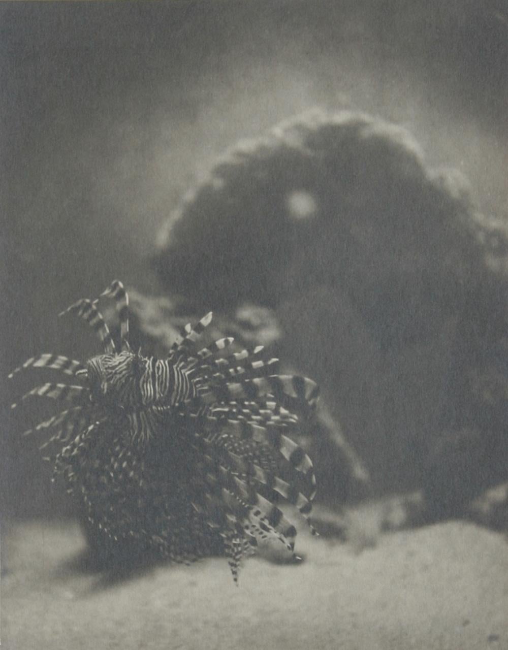 La beauté et la bête (Lionfish), 1941, impression en argent chrromé de Rowena Fruth