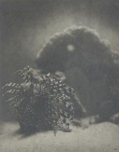 Vintage Beauty and the Beast (Lionfish), 1941 Chlorobromide Silver Print by Rowena Fruth