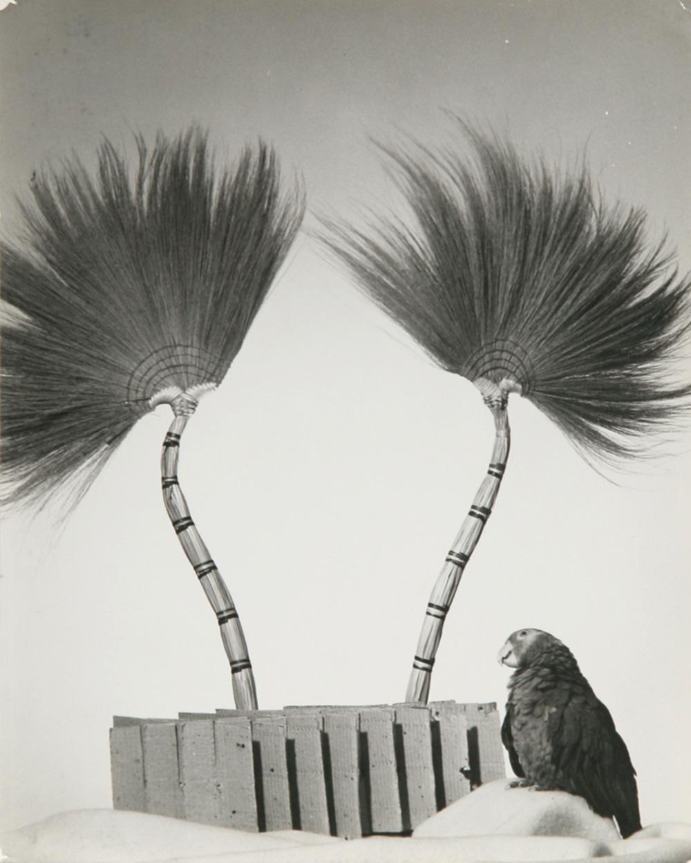 Perroquet, circa 1940 Épreuve à la gélatine argentique de Rowena Fruth