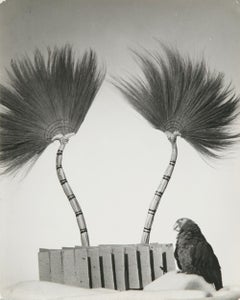Parrot, circa 1940 Gelatin Silver Print by Rowena Fruth