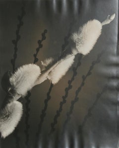 The Star (Message of Spring), circa 1940, impression gélatine argentique de Rowena Fruth