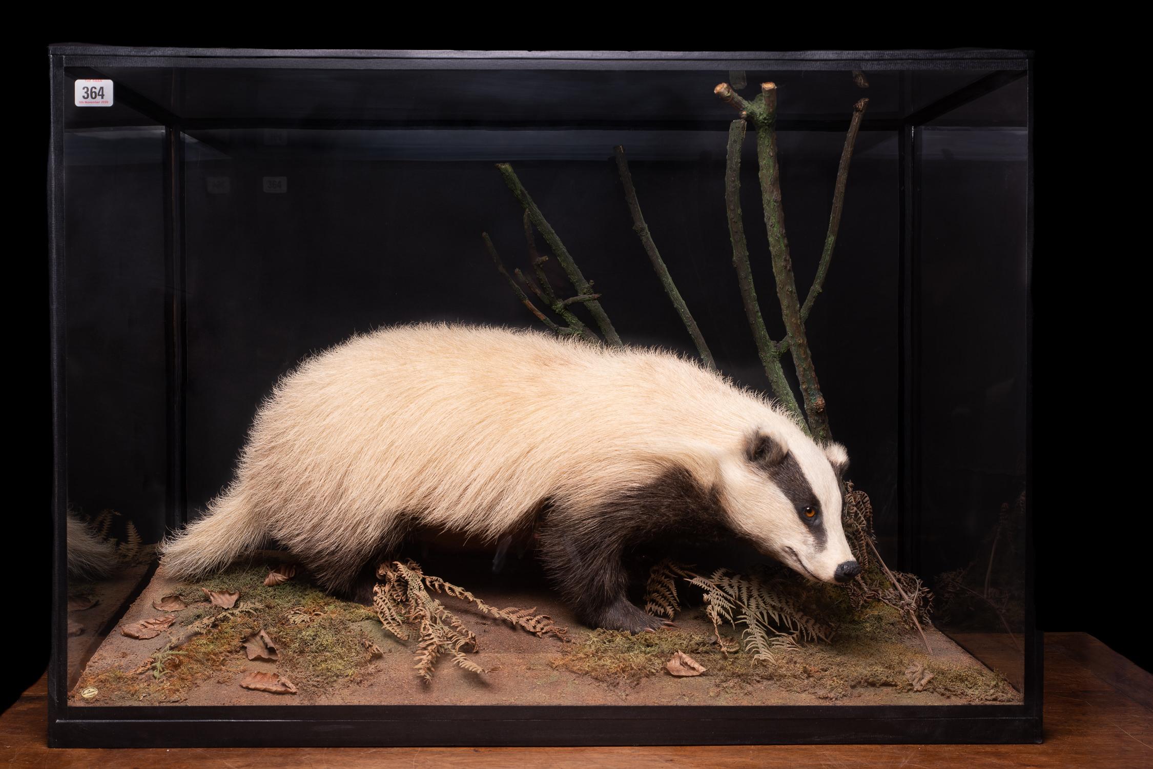 The badger is an omnivorous mammal with short legs for digging. He has an elongated, weasel-like head with small ears. This specimen is a European badger or Meles meles and is bigger than his American counterparts. The female badger in the showcase