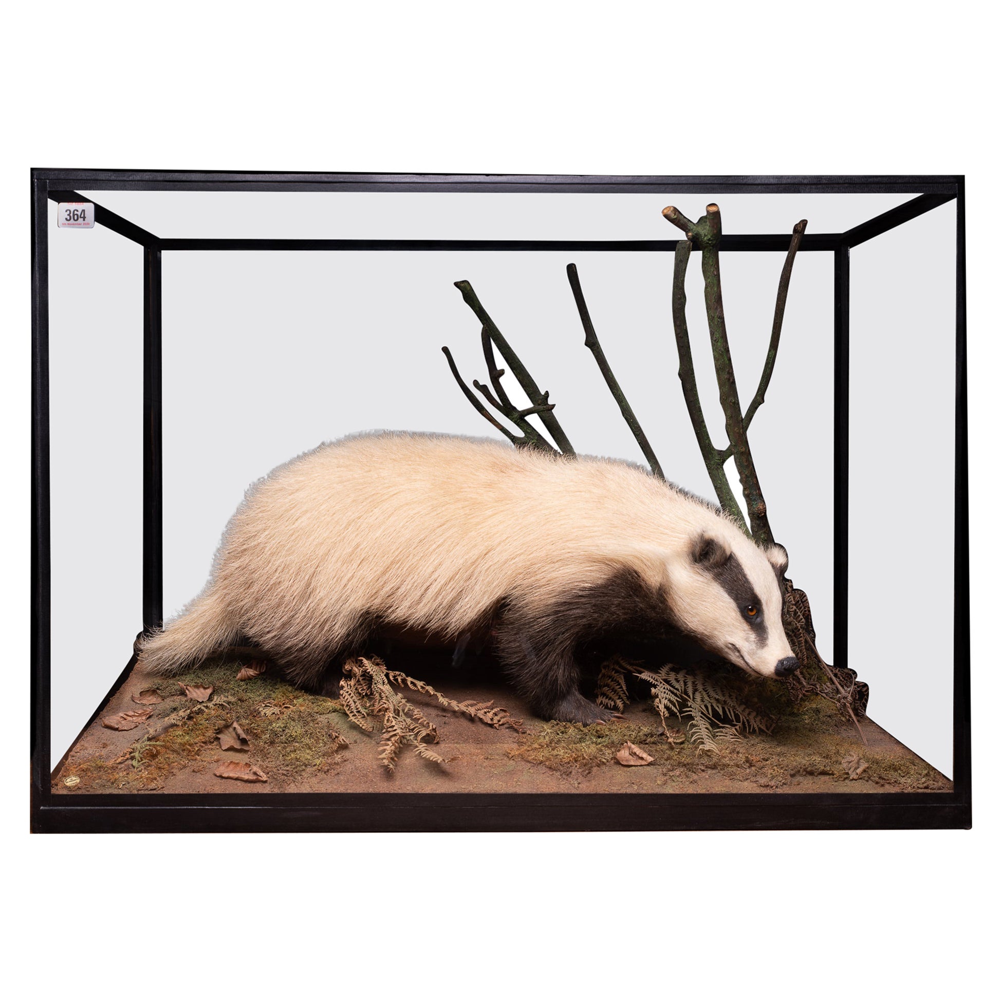 Rowland Ward Antikes Diorama von Full Mount Leucistic Badger „Meles Meles“