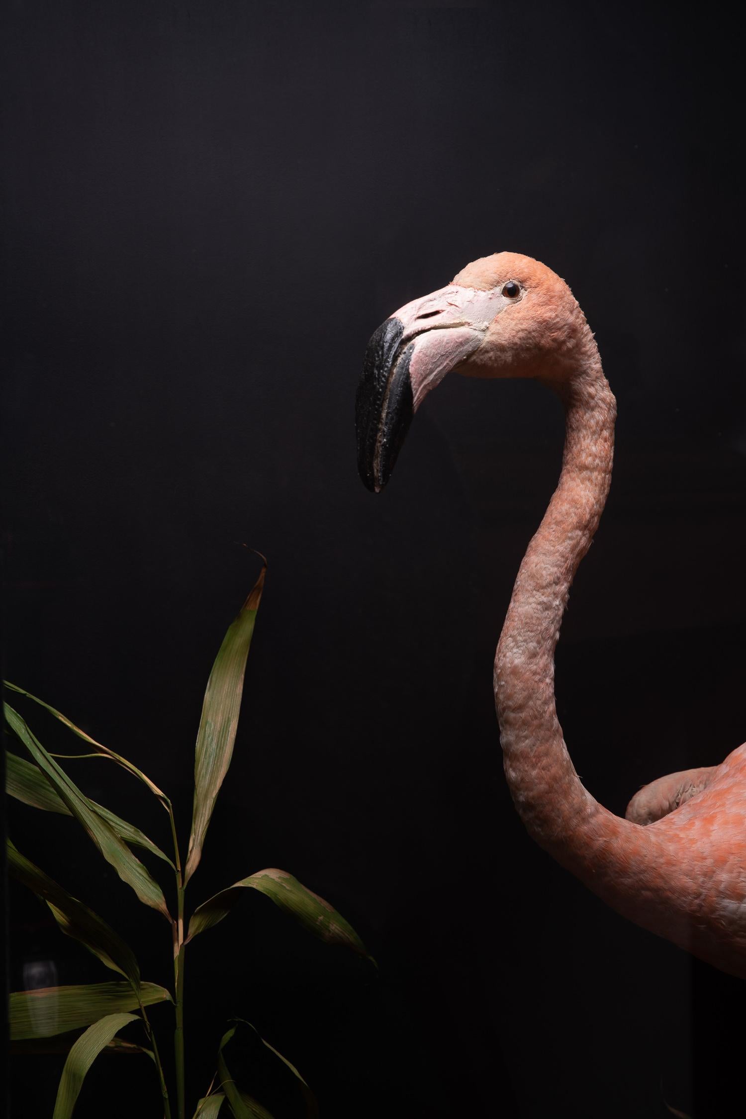 Anglais Étui Rowland Ward avec flamingo dans un sertissage naturaliste en vente