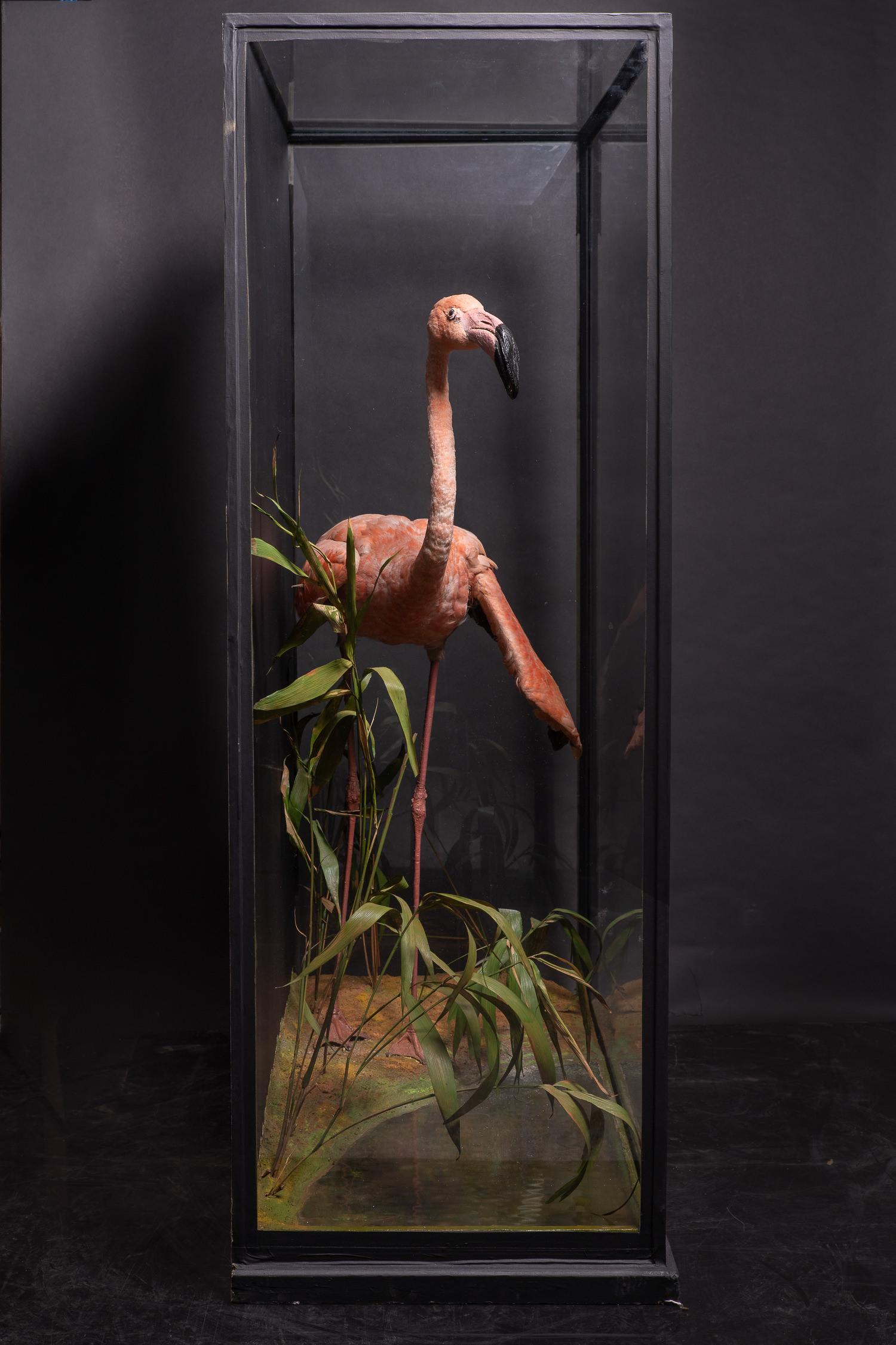 Rowland Ward, glasiertes Gehäuse mit Flamingo in naturalistischer Fassung (Handgefertigt) im Angebot