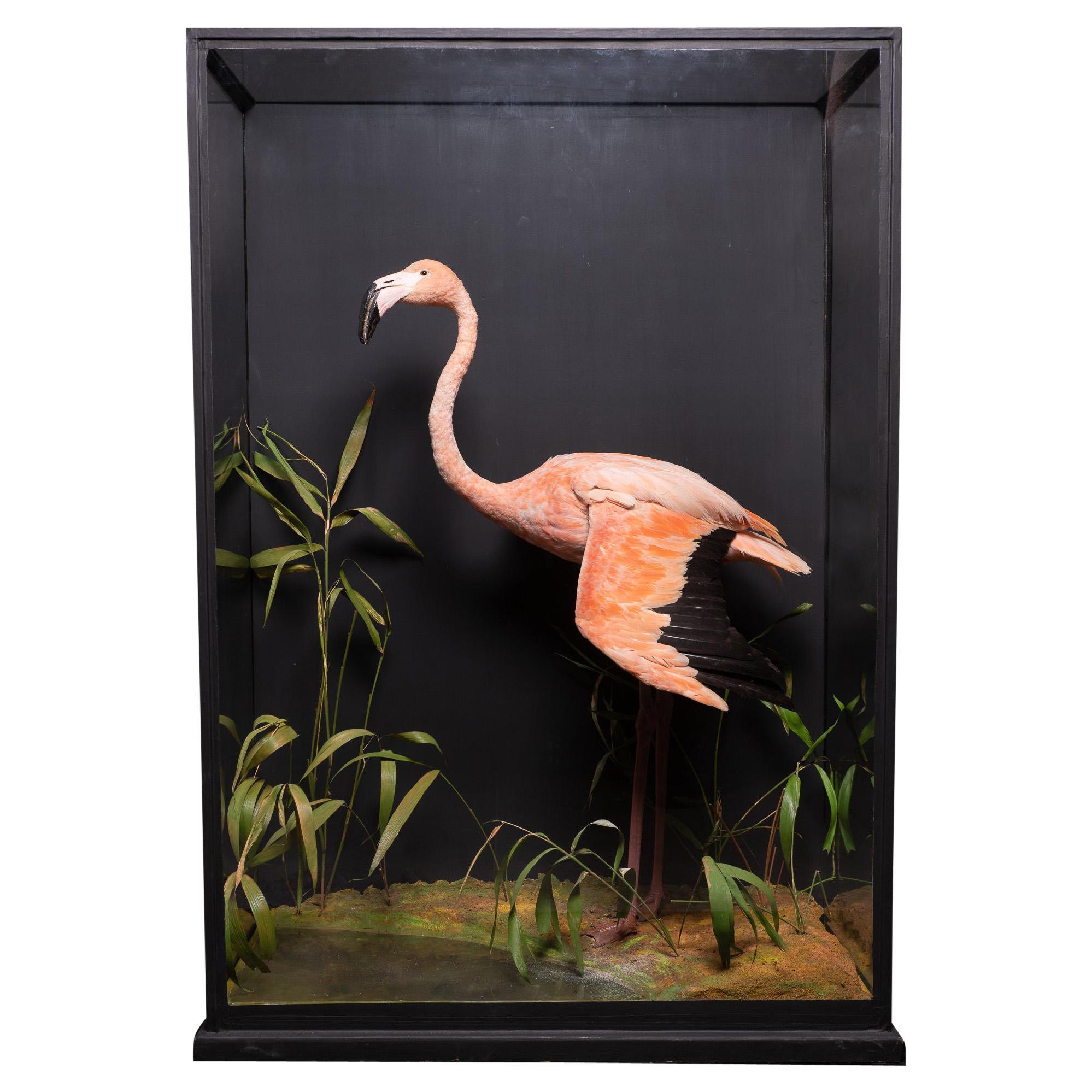 Rowland Ward Glazed Case with Flamingo in a Naturalistic Setting