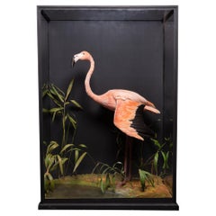 Antique Rowland Ward Glazed Case with Flamingo in a Naturalistic Setting