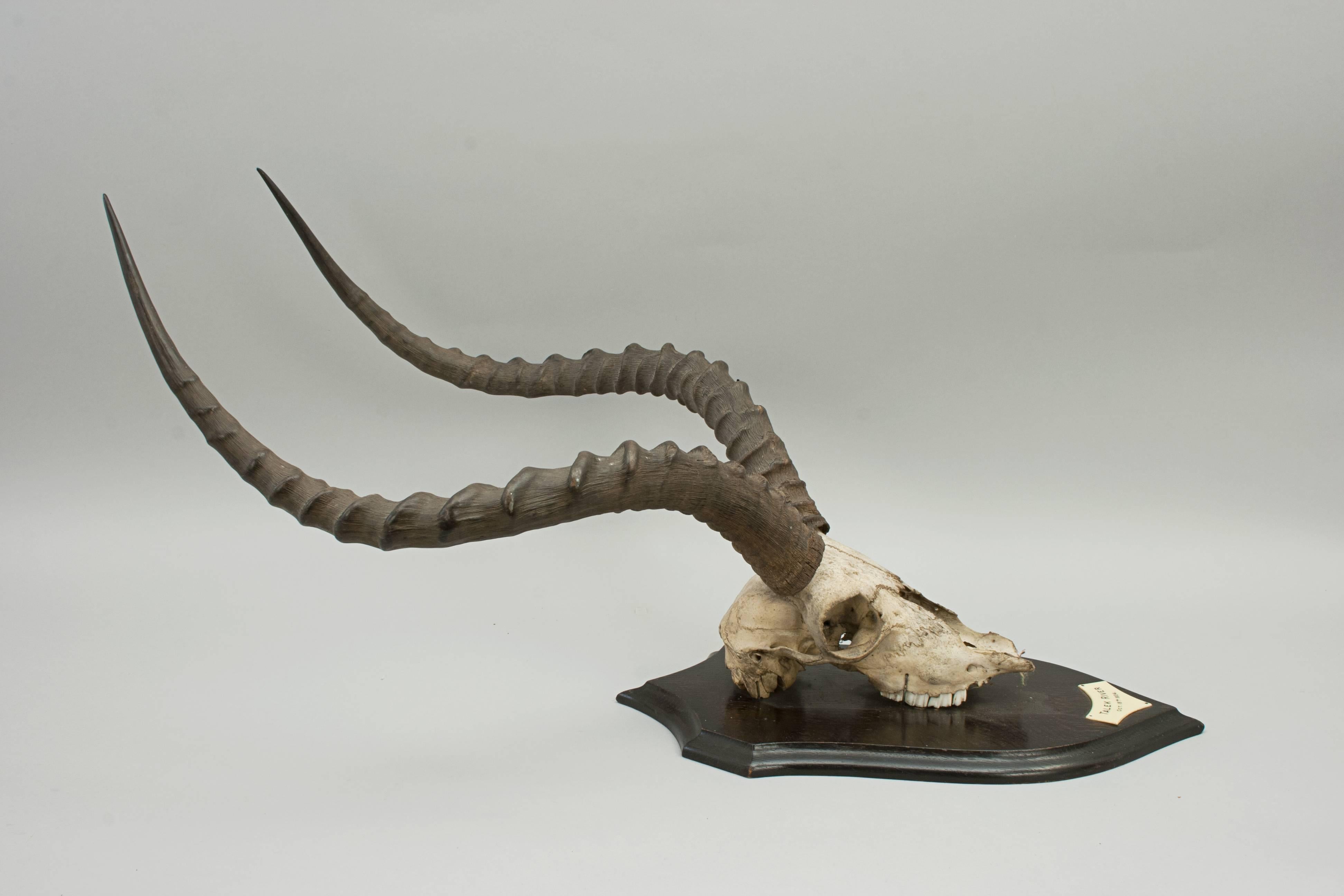 Taxidermy hartebeest scull by Rowland Ward.
An excellent mounted hartebeest scull and horns on oak shield by the renowned British taxidermist, Rowland Ward of Piccadilly. The shaped shield with ivorine plaque to the front 'Talek River, October 18th