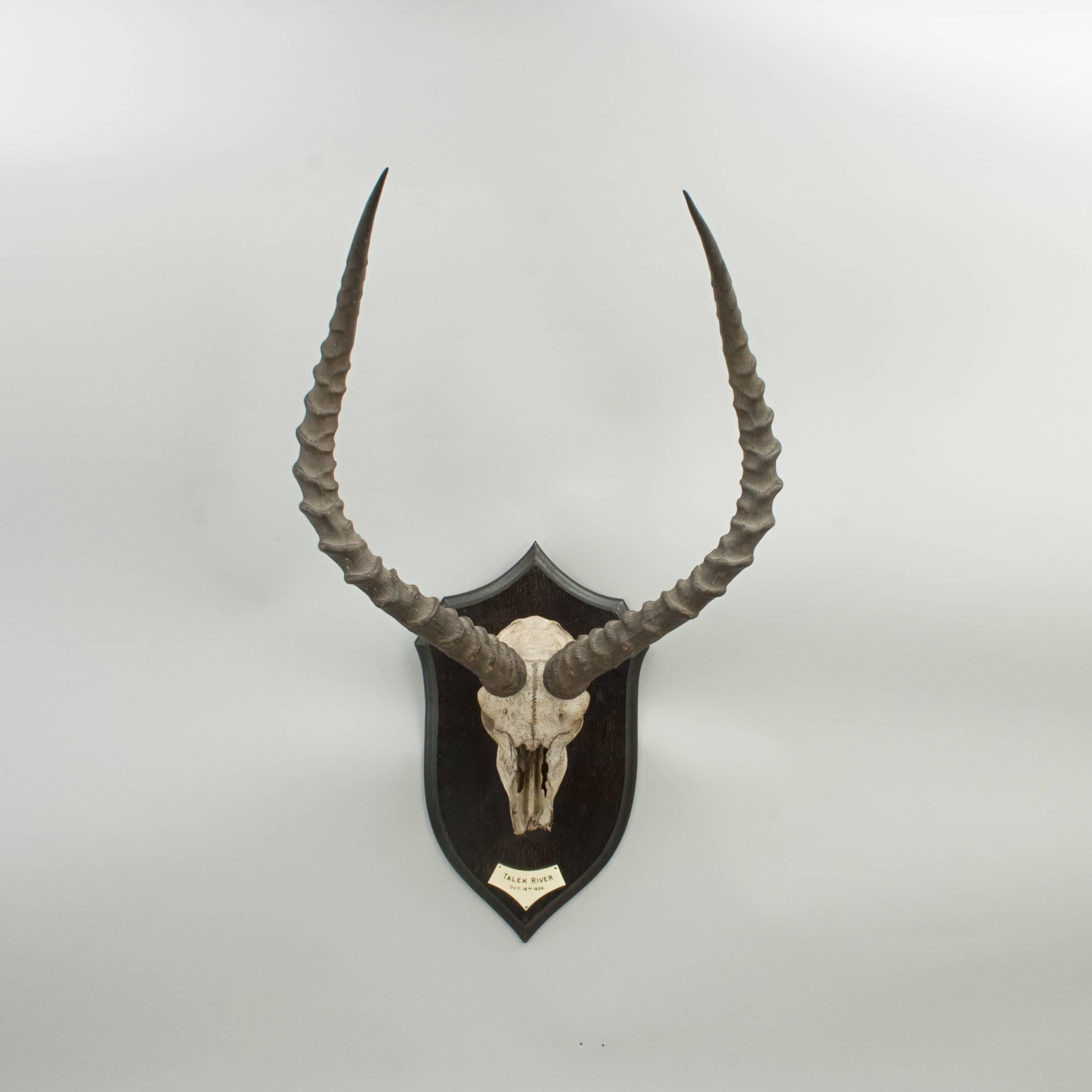 Rowland Ward Taxidermy Scull and Horns, Hartebeest In Good Condition In Oxfordshire, GB