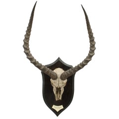Rowland Ward Taxidermy Scull and Horns, Hartebeest