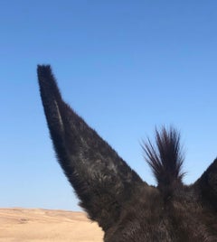 Ears - color photography, animal photography