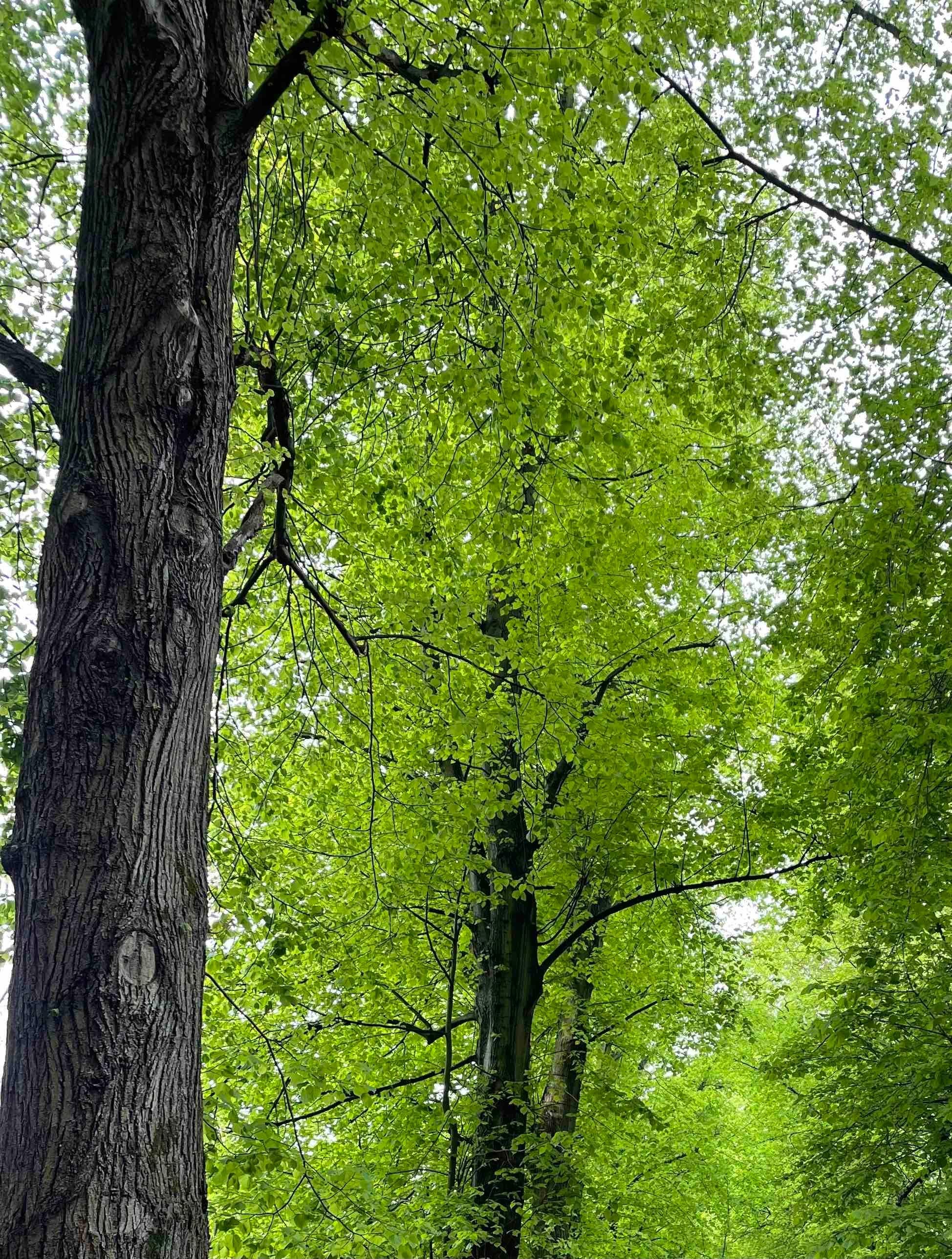 Foresting - photographies couleur, photographies d'animaux - Photograph de Roy Dagan