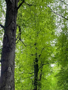 Foresting - color photography, animal photography