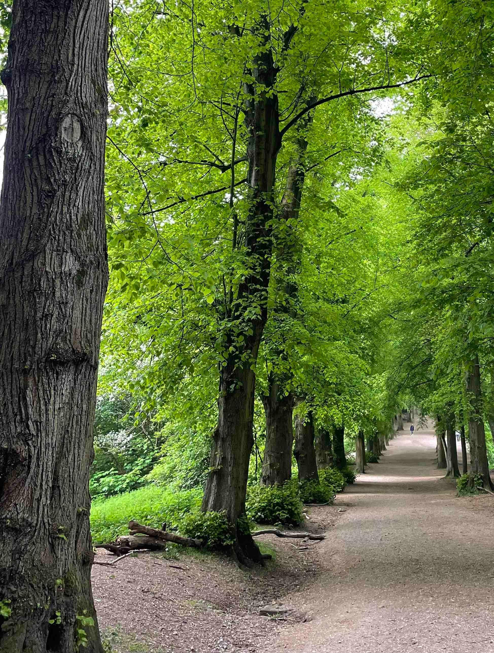 Foresting - photographies couleur, photographies d'animaux - Contemporain Photograph par Roy Dagan