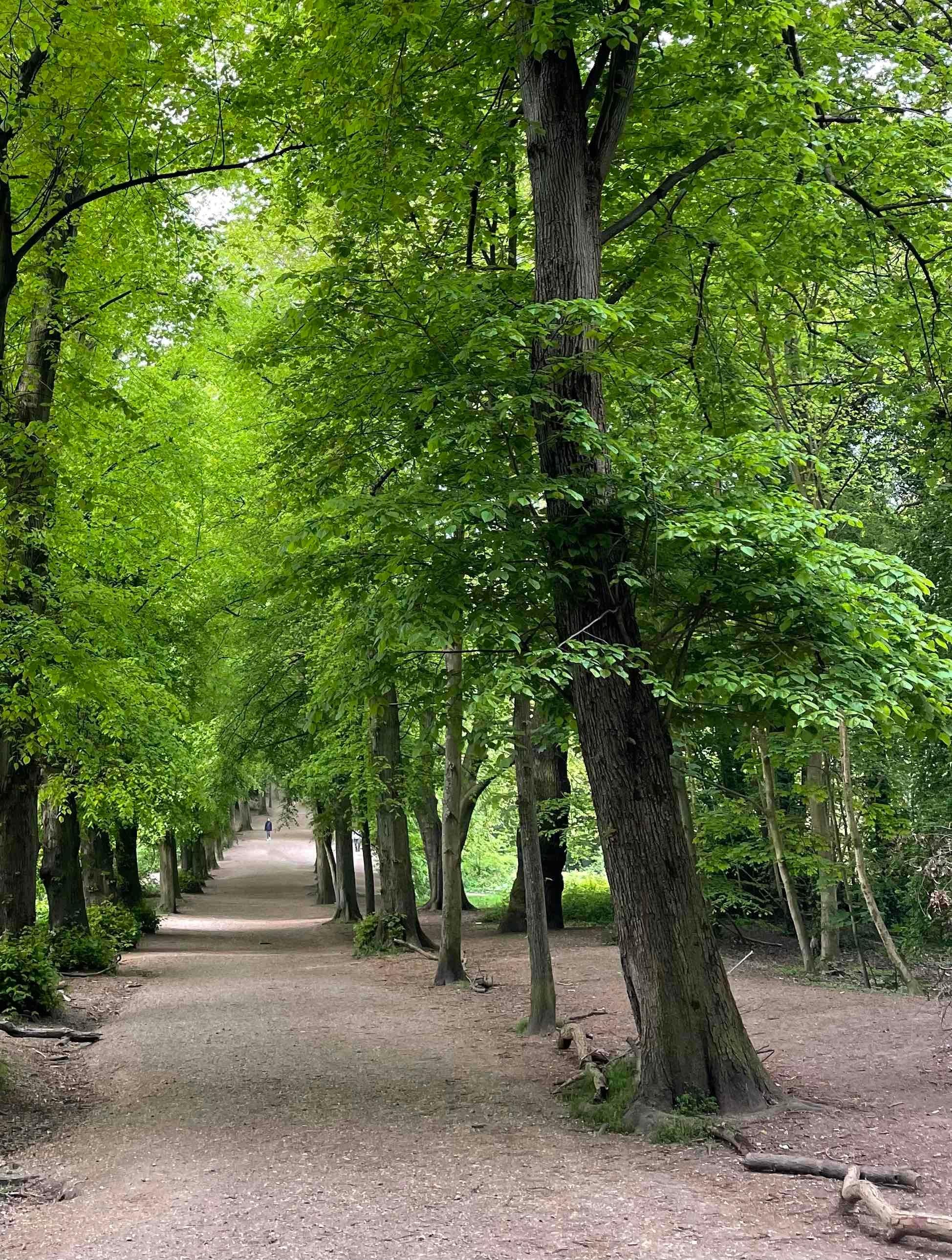 Foresting - photographies couleur, photographies d'animaux - Vert Landscape Photograph par Roy Dagan