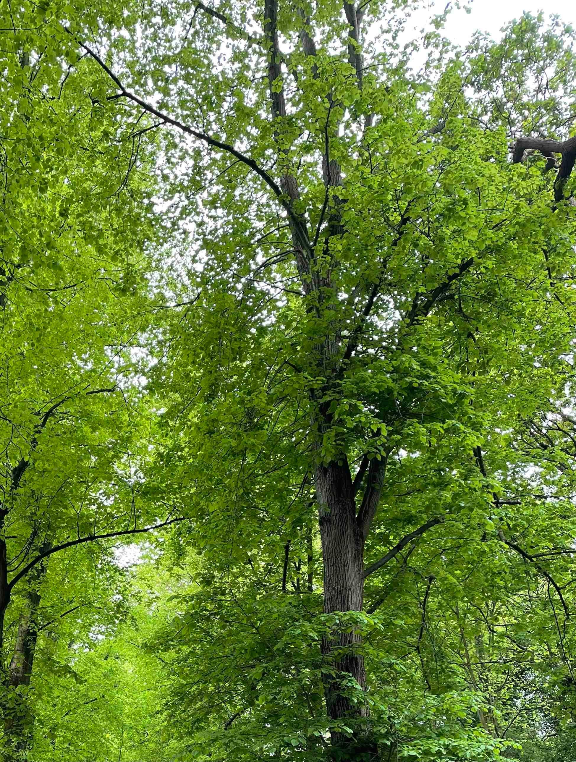 Cette magnifique photographie en couleur a été prise à Londres.
Elle n'a pas été filtrée, manipulée ou corrigée en couleur, mais une prise de vue directe.
Elle est livrée imprimée uniquement, mais peut également être encadrée ou montée sur plexiglas