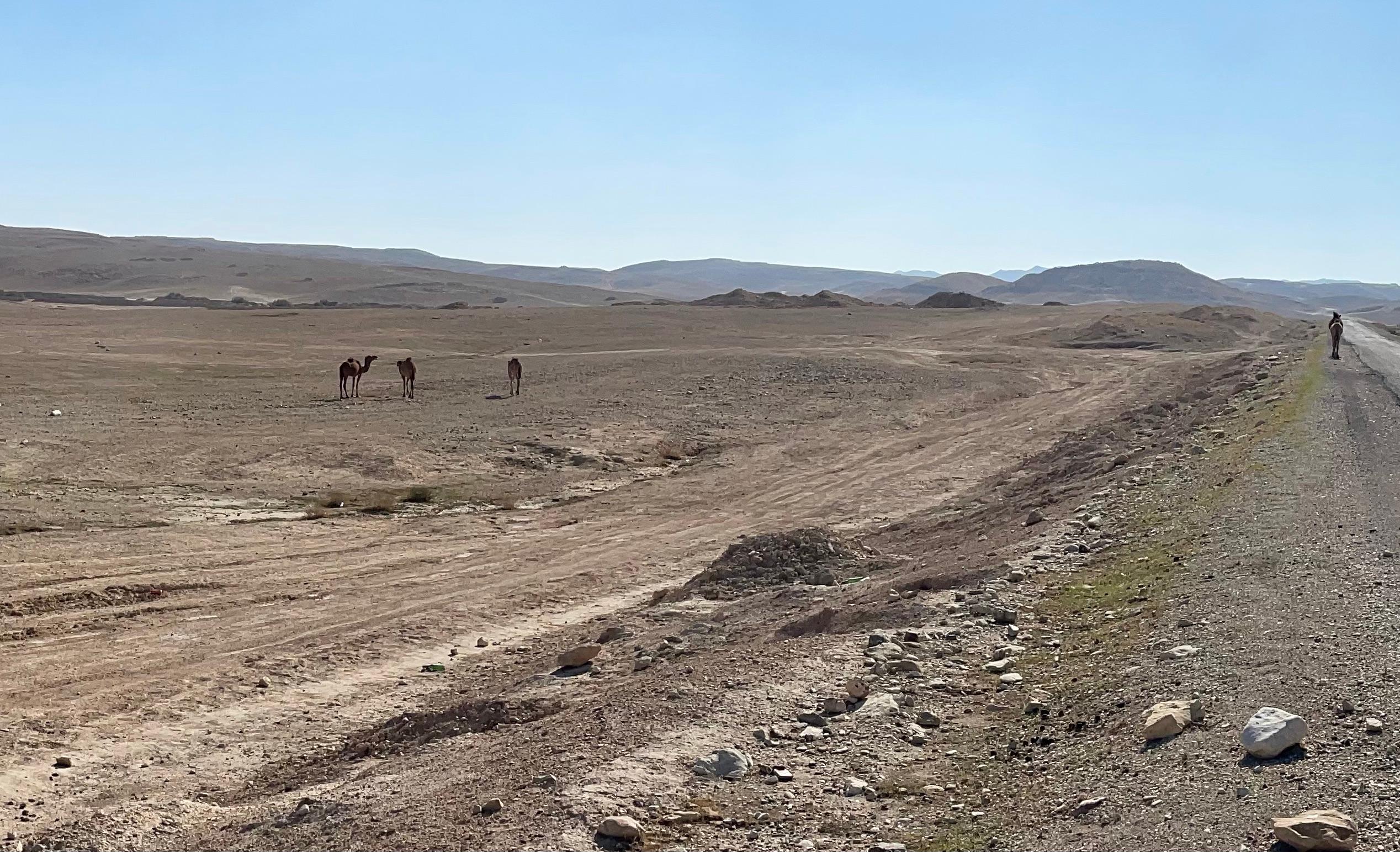 Cette photo panoramique a été prise dans la vallée du Cédron, à mi-chemin entre Jérusalem et la mer Morte, dans le gouvernorat de Bethléem, en Cisjordanie.
Prêtez attention aux détails des images en gros plan du groupe de chameaux sauvages.
Elle n'a