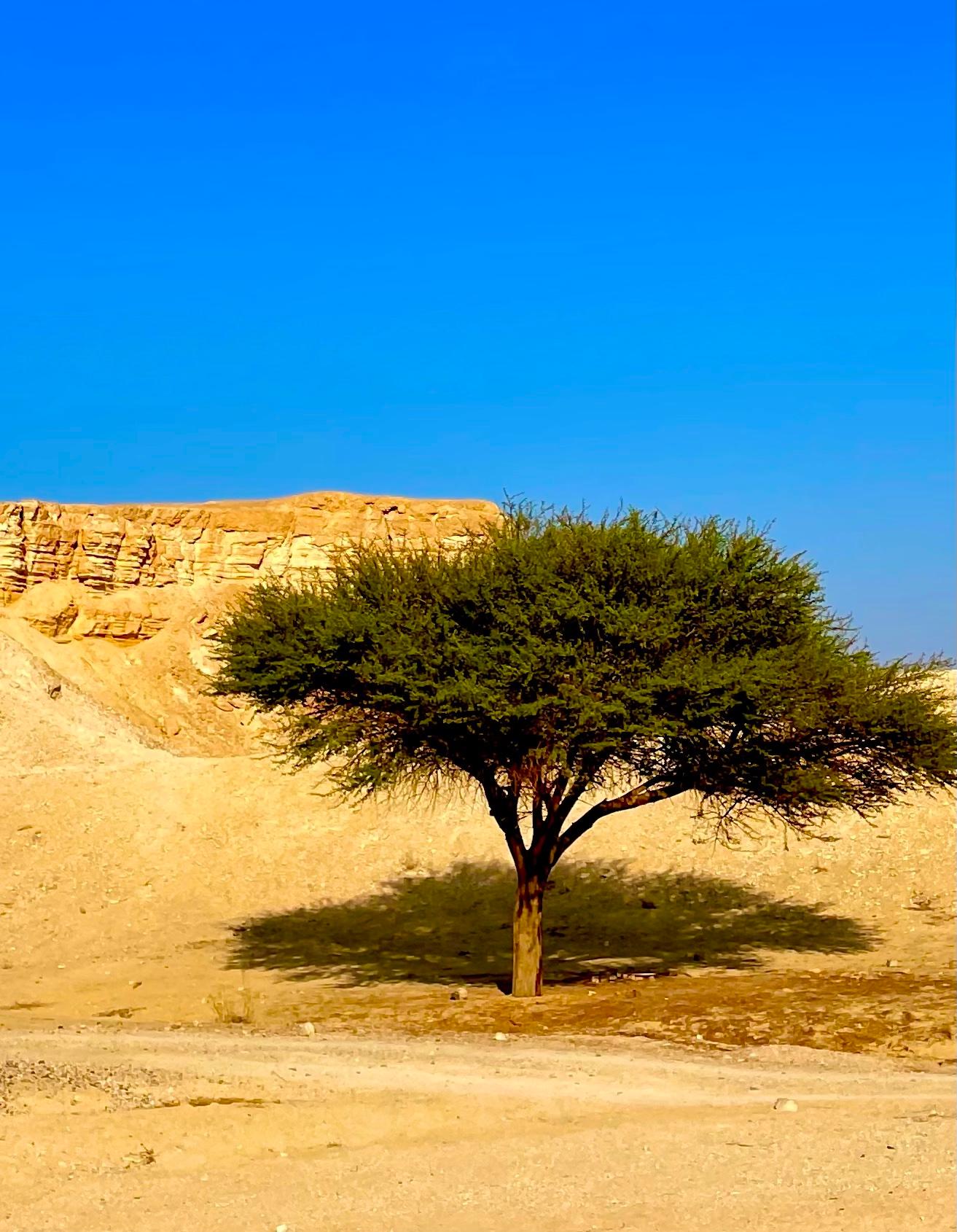 This beautiful color photography was taken in Negev desert in Israel.
The title Shita refers to the tree name in Hebrew (Thorntree in English)
Roy Dagan is known for his mesmerizing landscape photos.
This desert view of the the Negev desert in