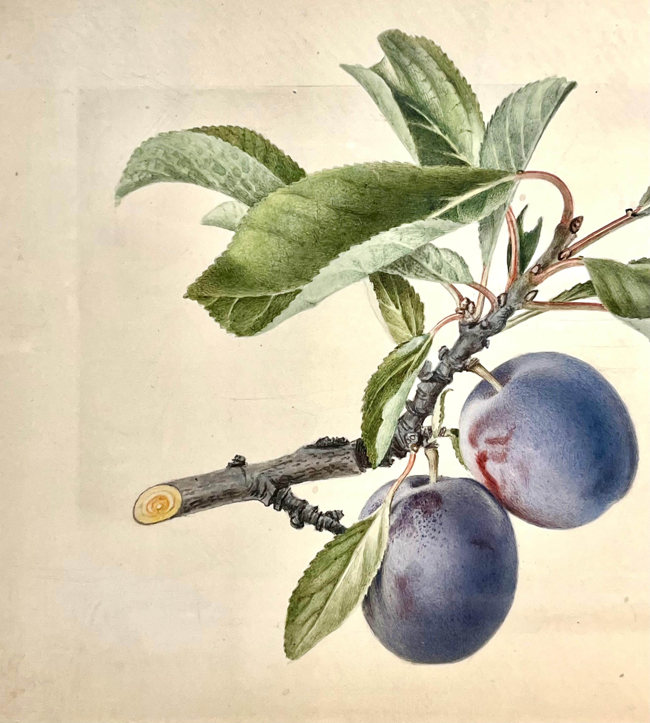 Natura morta botanica di un ramo di prugne con due prugne - Painting di Royal Charles Steadman