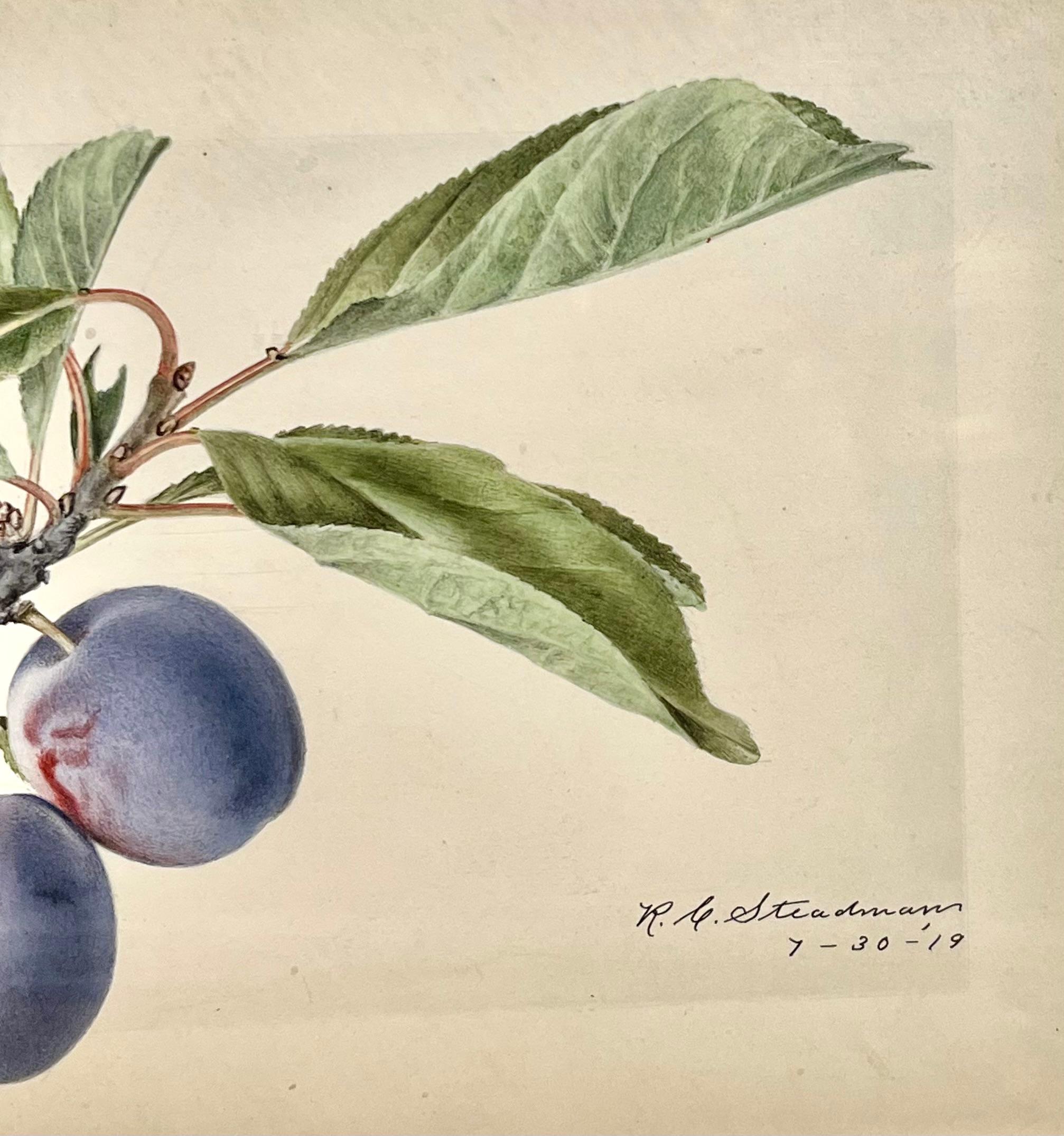 Questo squisito studio botanico di un ramo di prugna è stato creato da Charles Steadman (1875-1964), un apprezzato illustratore botanico americano noto per le sue rappresentazioni precise e graziose della frutta e della vita vegetale. Firmato e