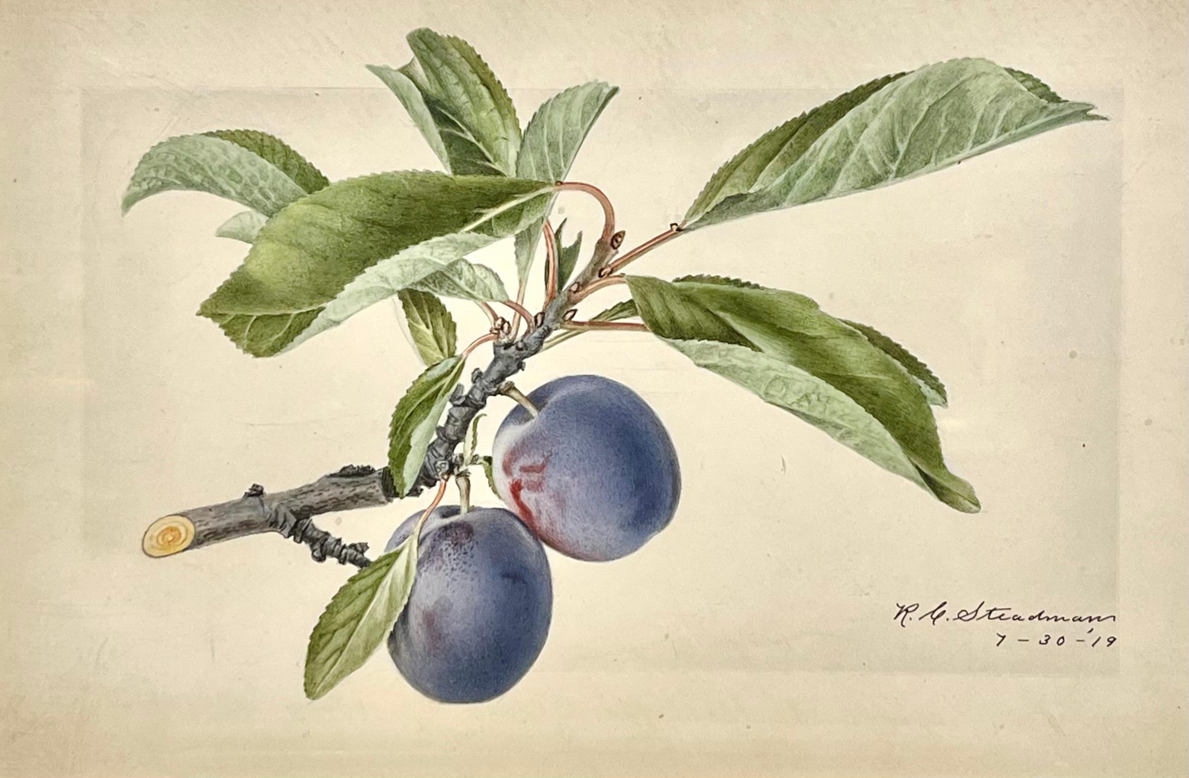 Still-Life Painting di Royal Charles Steadman - Natura morta botanica di un ramo di prugne con due prugne