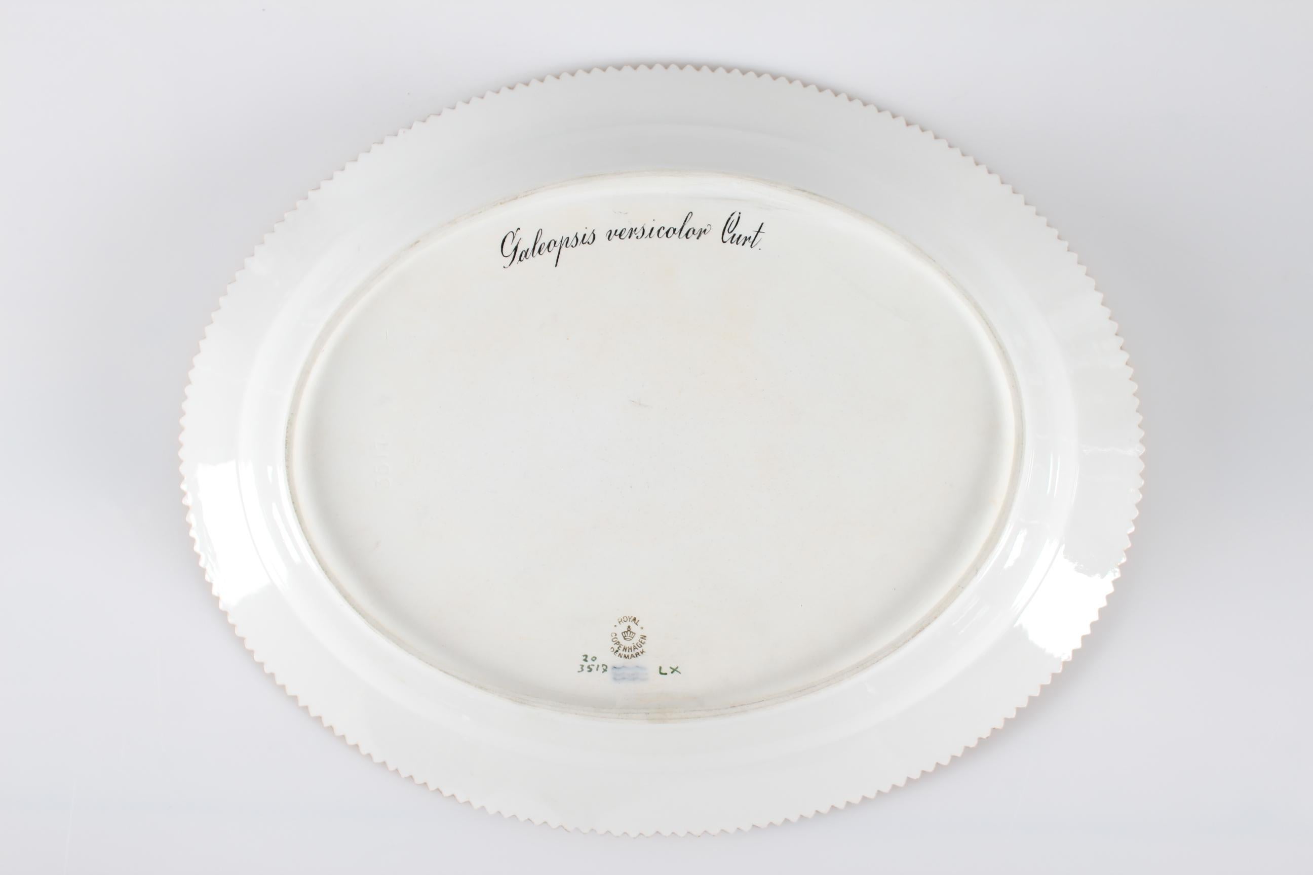 Royal Copenhagen flora Danica porcelain hand painted in Denmark

Large oval dish or platter model number 20/3517.
With production stamp from 1946 and decorated with flower in Latin name: Galeopsis Versicolor Curt.  

Measures: Length 36 cm,