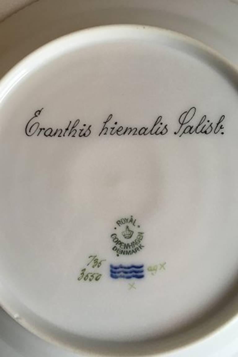 Royal Copenhagen Flora Danica lunch plate #735/3550. 
Latin name: Eranthis hiemalis Salisb. 
Measures: 22 cm / 8 21/32 inches. 2nd quality.