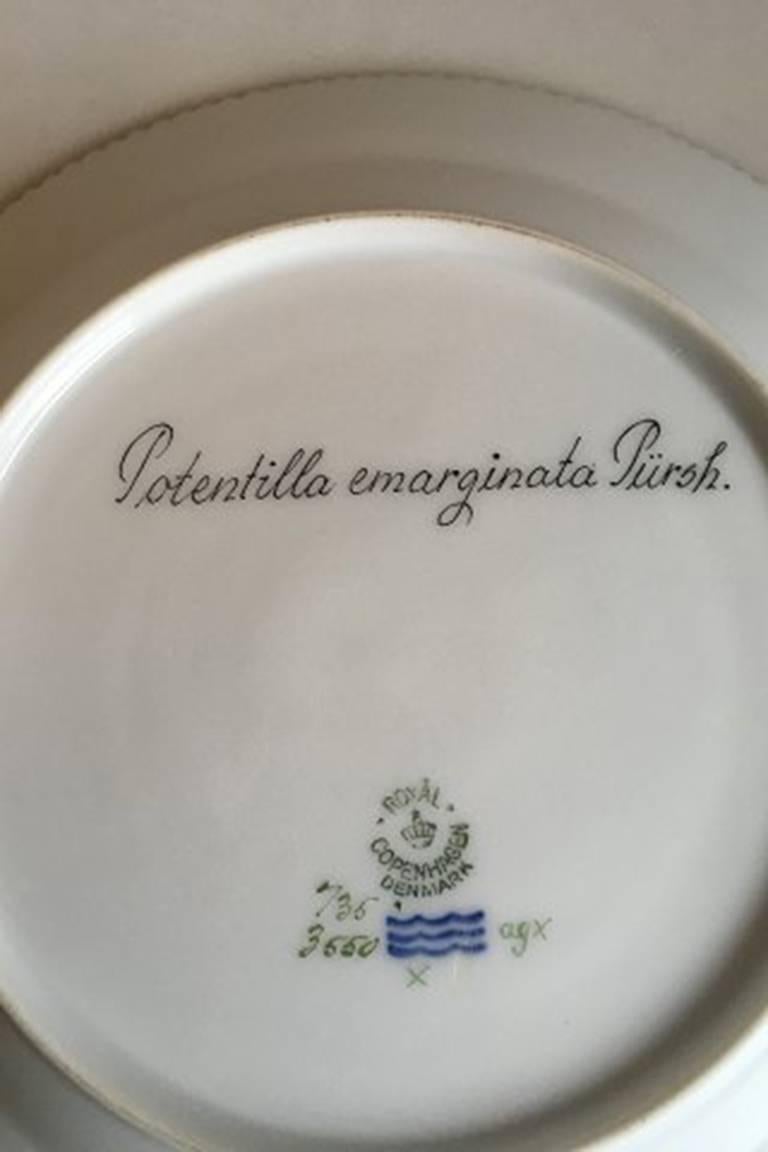 Royal Copenhagen Flora Danica lunch plate #735/3550. Latin name: Potentilla emarginata Pürch.
Measures 22 cm / 8 21/32 inches. 2nd quality.