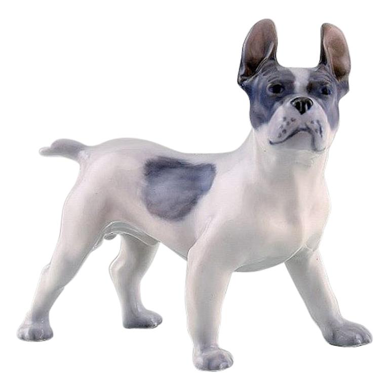 Royal Copenhagen Porcelain Figurine, Boston Terrier, Model Number 1457