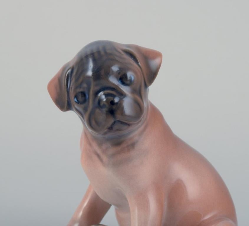 Glazed Royal Copenhagen, porcelain figurine of a boxer puppy. Ca 1930 For Sale