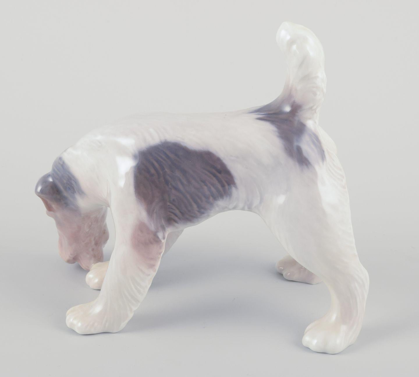 Vernissé Royal Copenhagen, figurine en porcelaine d'un Fox Terrier à poil dur. Ca. 1930s en vente