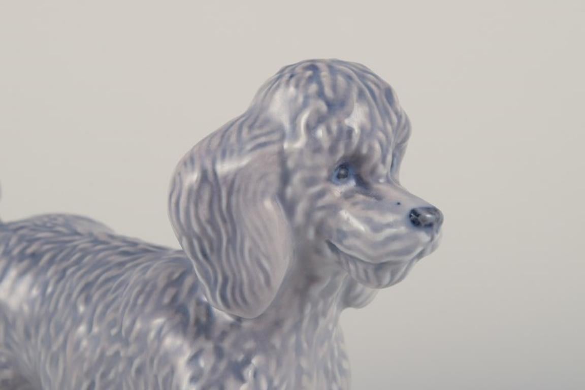 Danish Royal Copenhagen, rare porcelain figurine of a Standard Poodle.